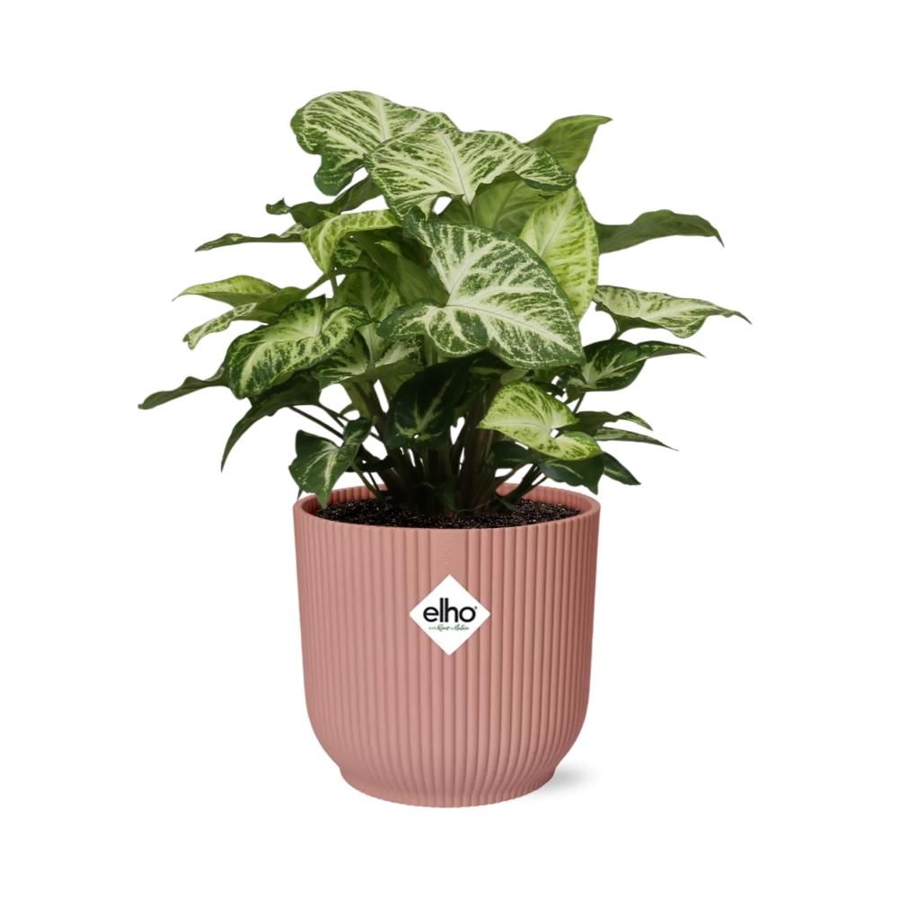 Syngonium Arrow in ELHO Vibes Fold 14cm roze (21740)