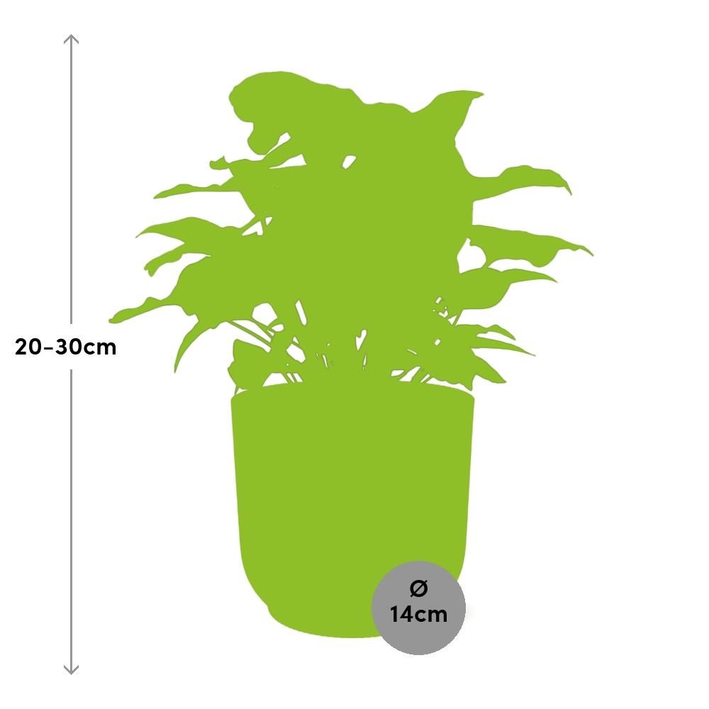 Syngonium Arrow in ELHO Vibes Fold 14cm roze (21740)