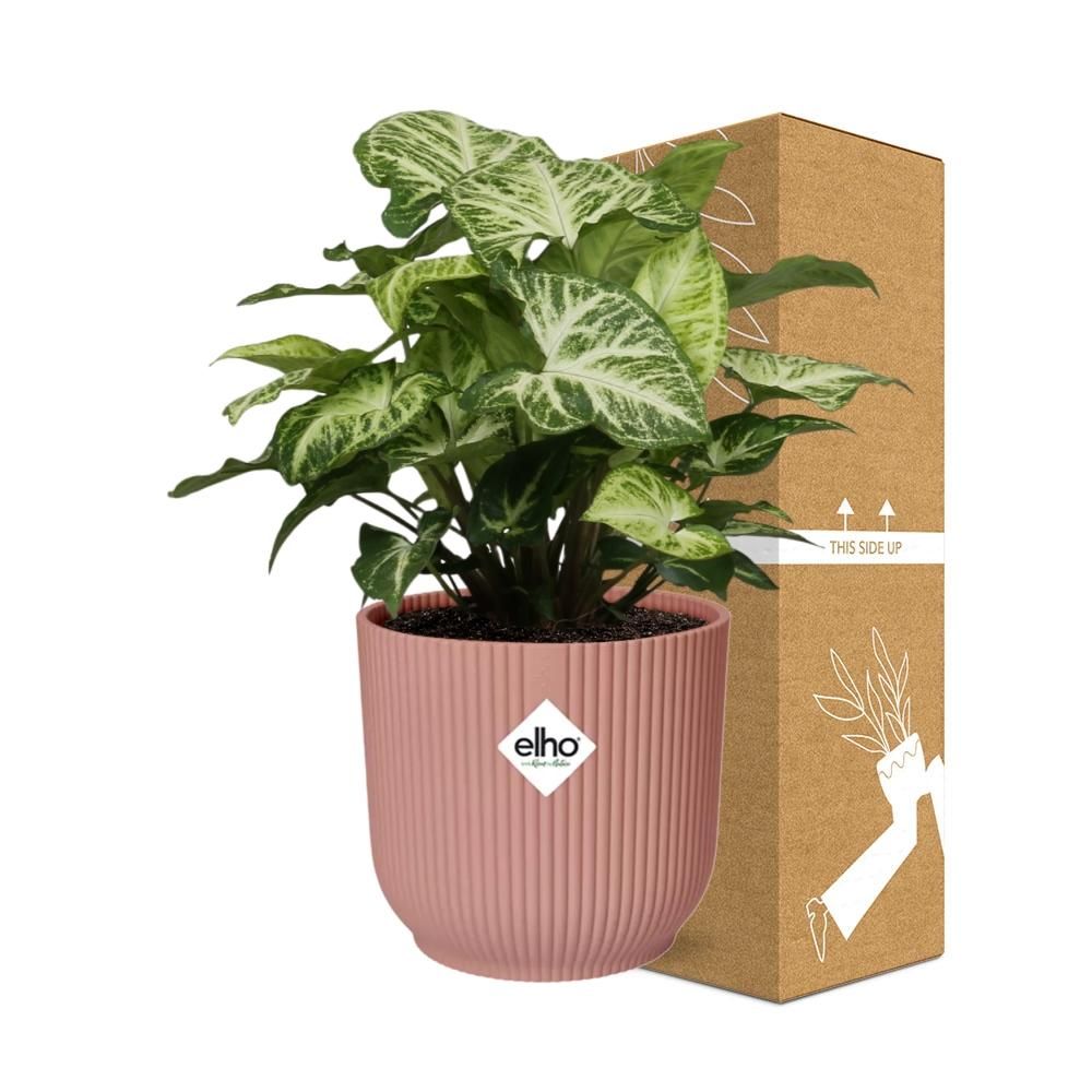 Syngonium Arrow in ELHO Vibes Fold 14cm roze (21740)