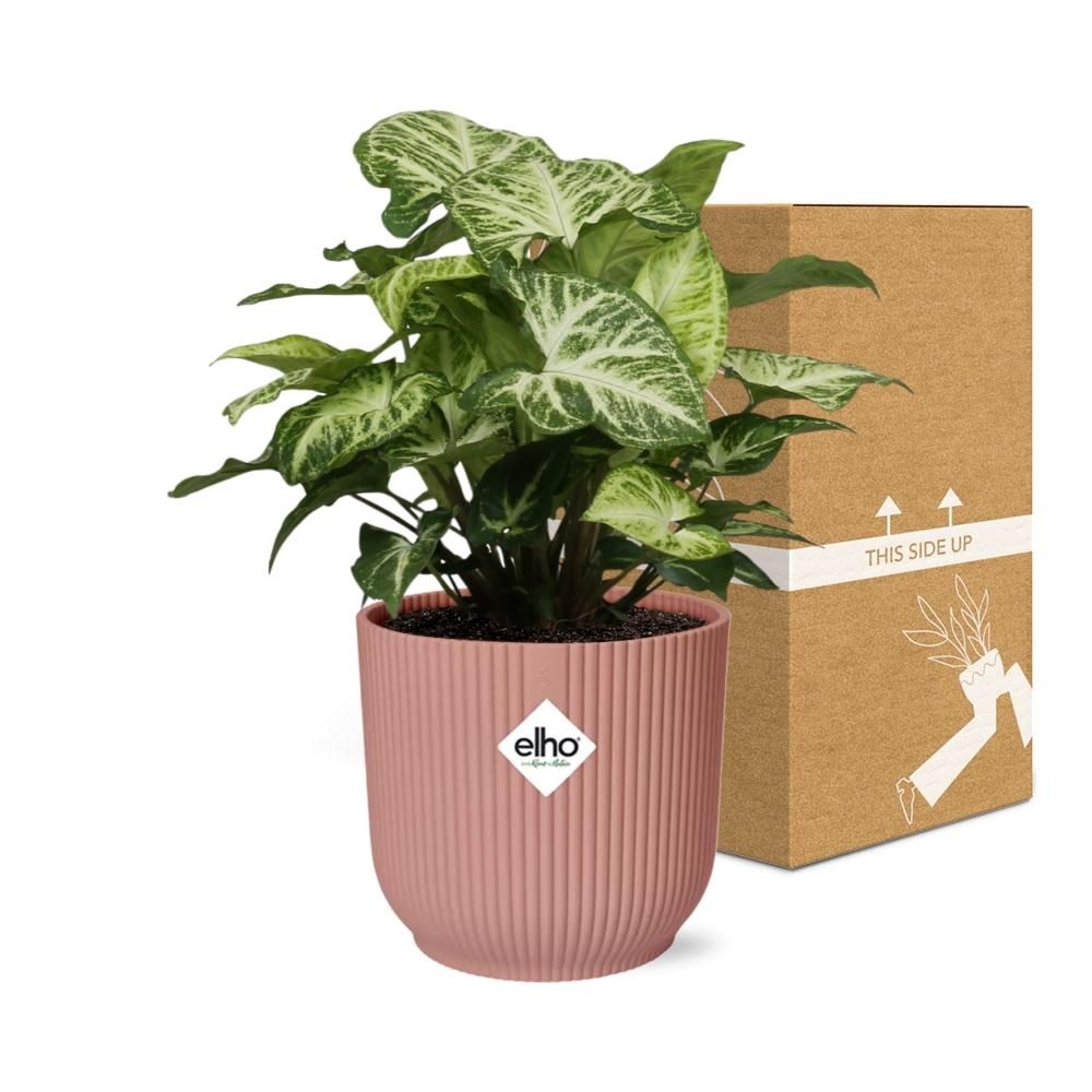 Syngonium Arrow in ELHO Vibes Fold 14cm roze (21740)