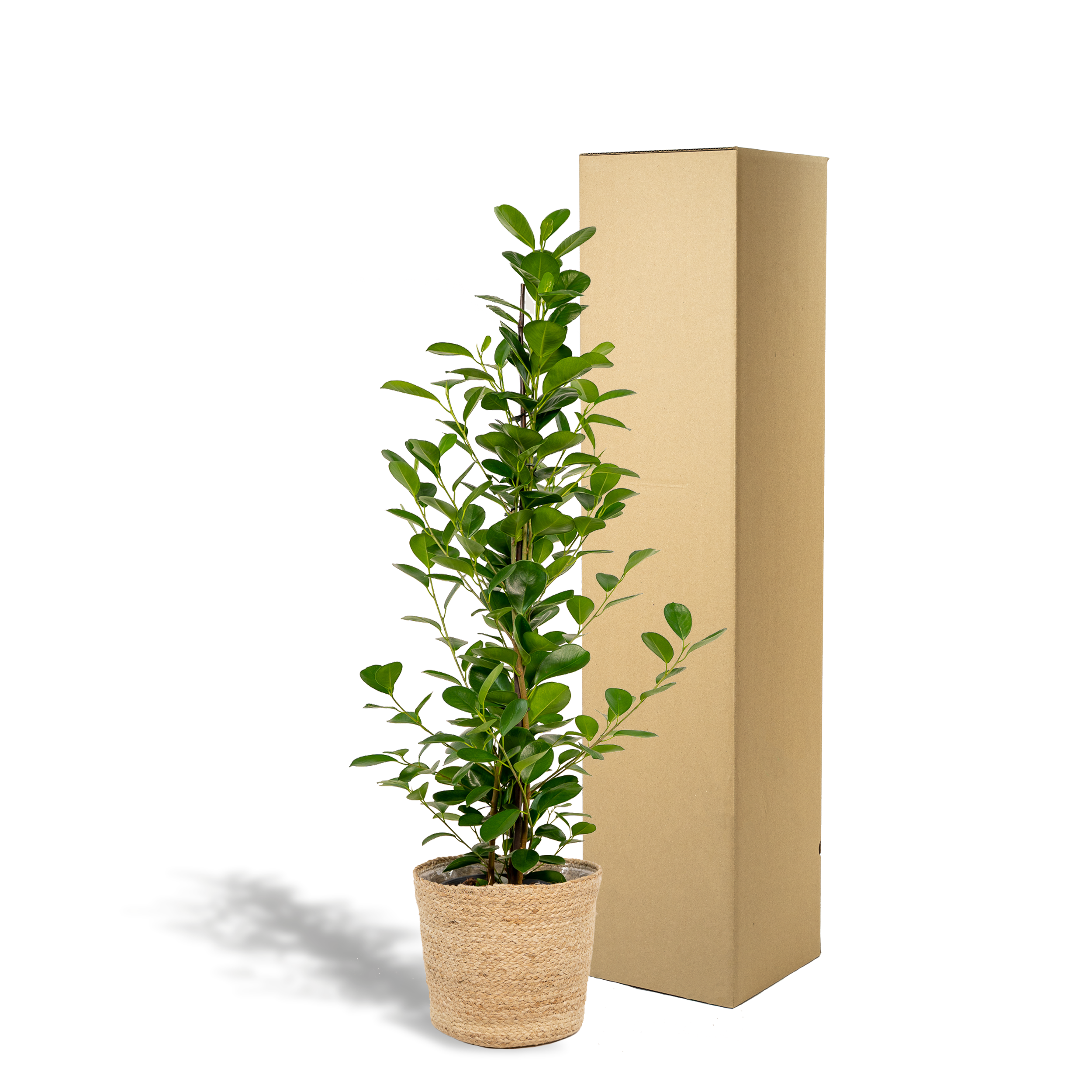 Ficus microcarpa Moclame - Mand Selin (8720634289658)