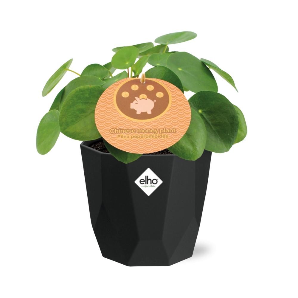 Pilea Peperomioides 12cm in 14cm b.for rock living black (21651)