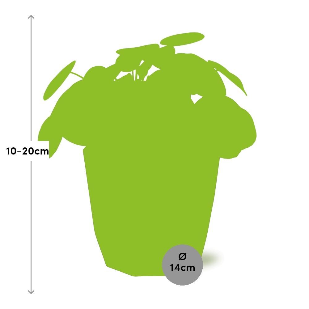 Pilea Peperomioides 12cm in 14cm b.for rock living black (21651)