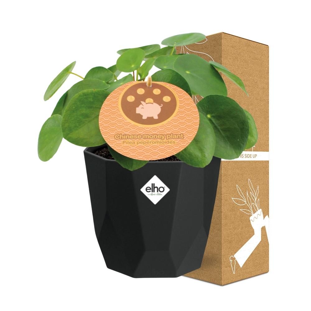 Pilea Peperomioides 12cm in 14cm b.for rock living black (21651)