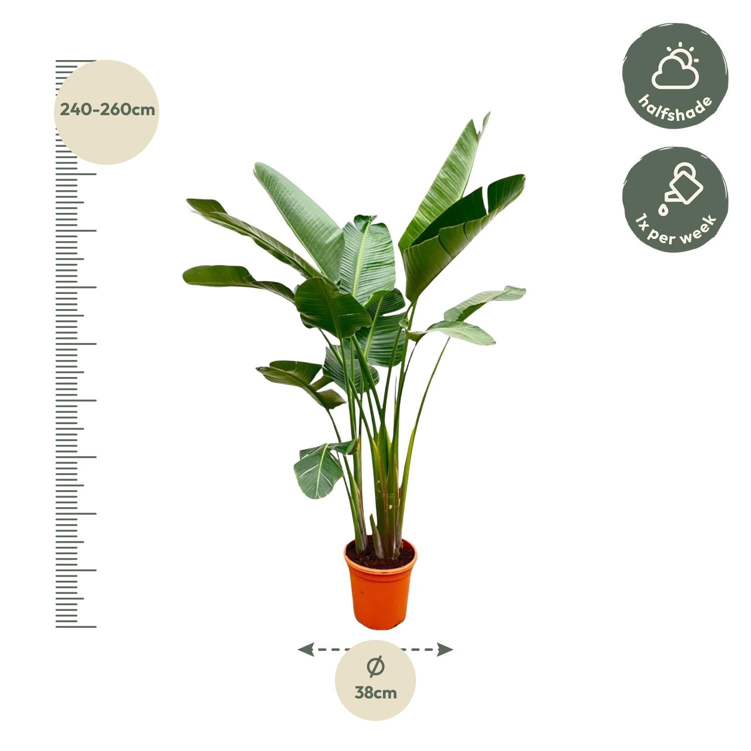 Strelitzia Augusta de luxe XXL - 250cm - ø38 (8721055694069)