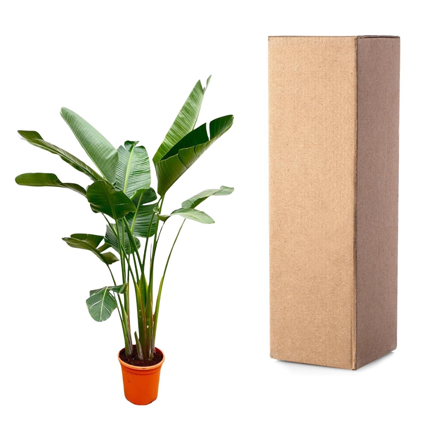 Strelitzia Augusta de luxe XXL - 250cm - ø38 (8721055694069)
