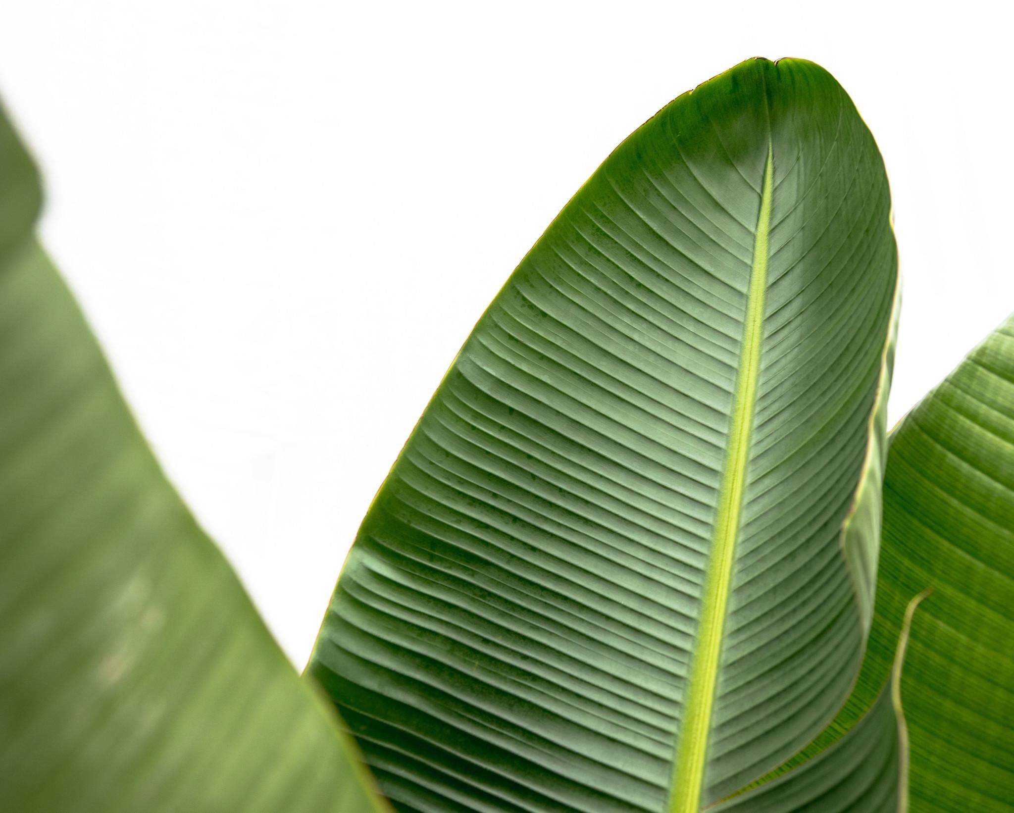 Strelitzia Augusta de luxe XXL - 250cm - ø38 (8721055694069)