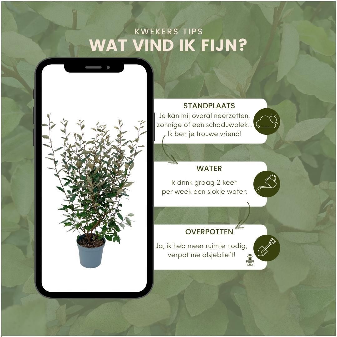 Plants by frank 25 grote Olijfwilg planten voor 10 strekkende meter haag | ↨ 100-125 cm in 12 liter pot (8721001420971)