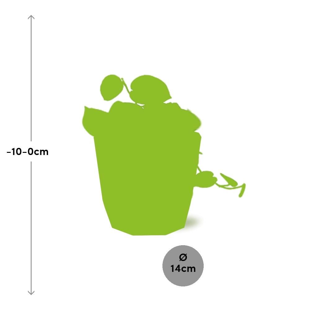 Scindapsus Pictus ‘Argyraeus’ in ELHO b.for rock 14 cm warm grey (21609)