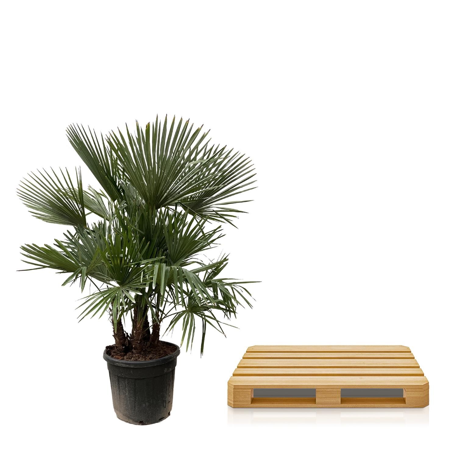 Trachycarpus multi stam - 230cm- Ø50 (8721055694205)
