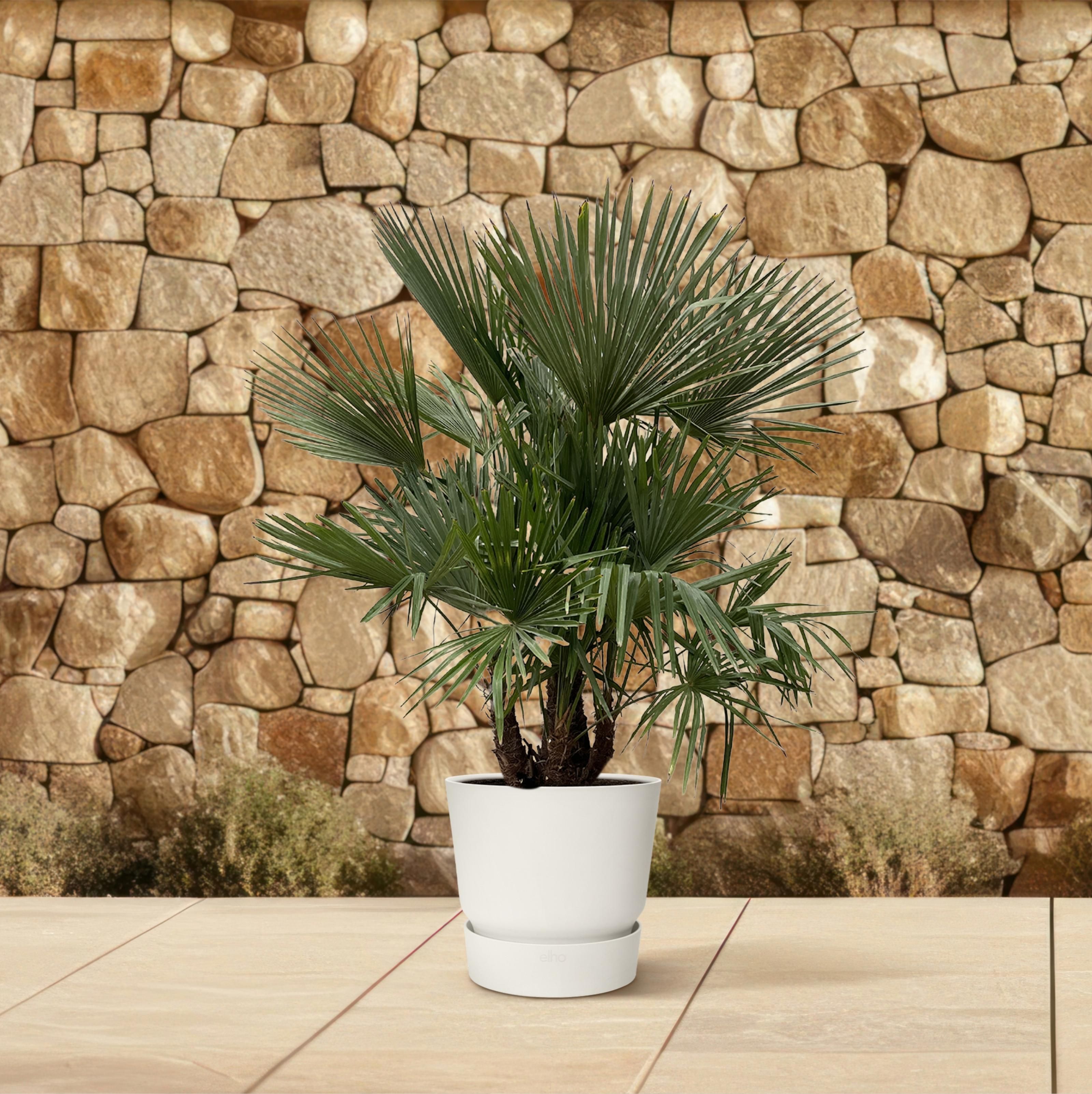 Trachycarpus multi stam - 230cm- Ø50 (8721055694205)