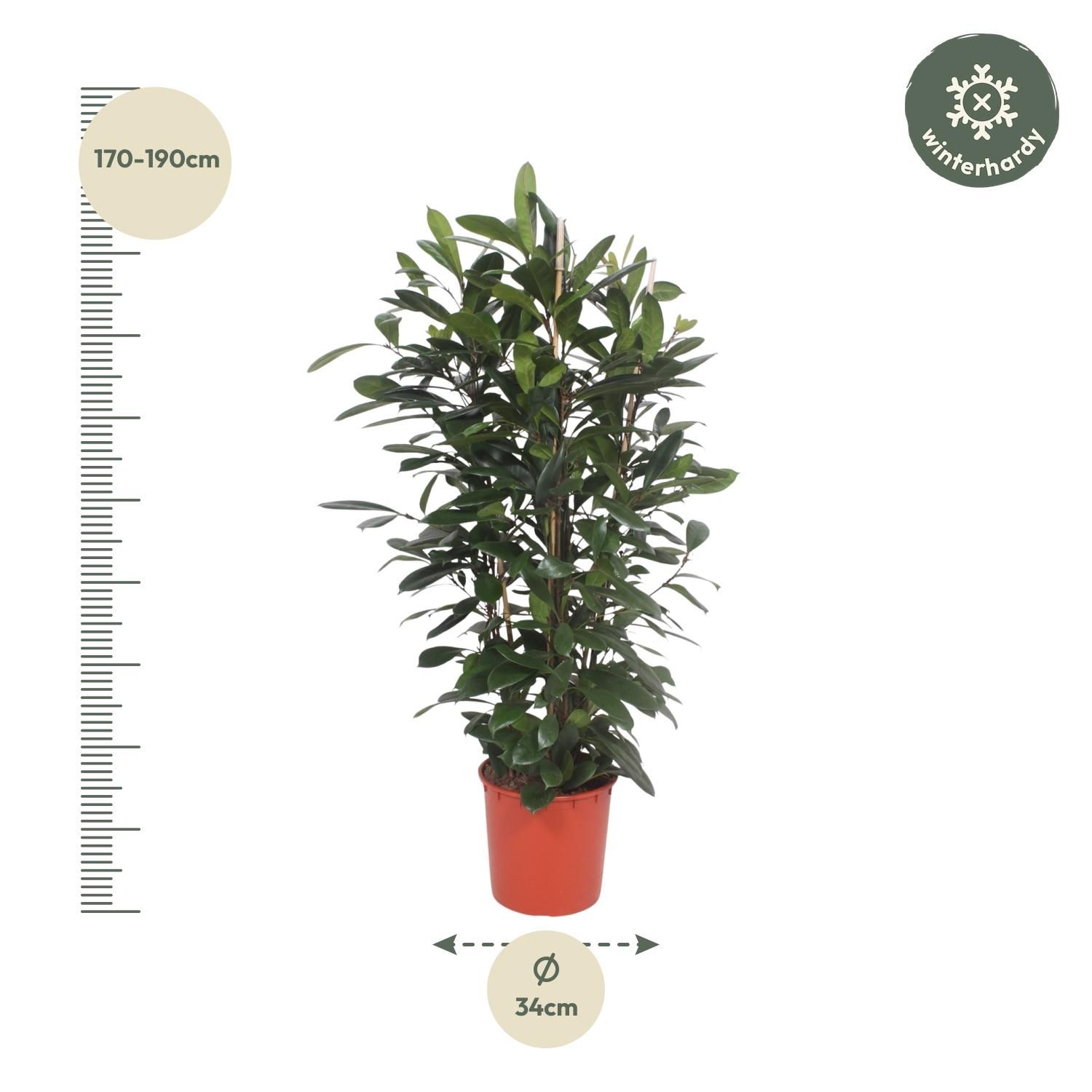 Ficus Cyathistipula struik - 180 cm - ø34 (8721055690788)