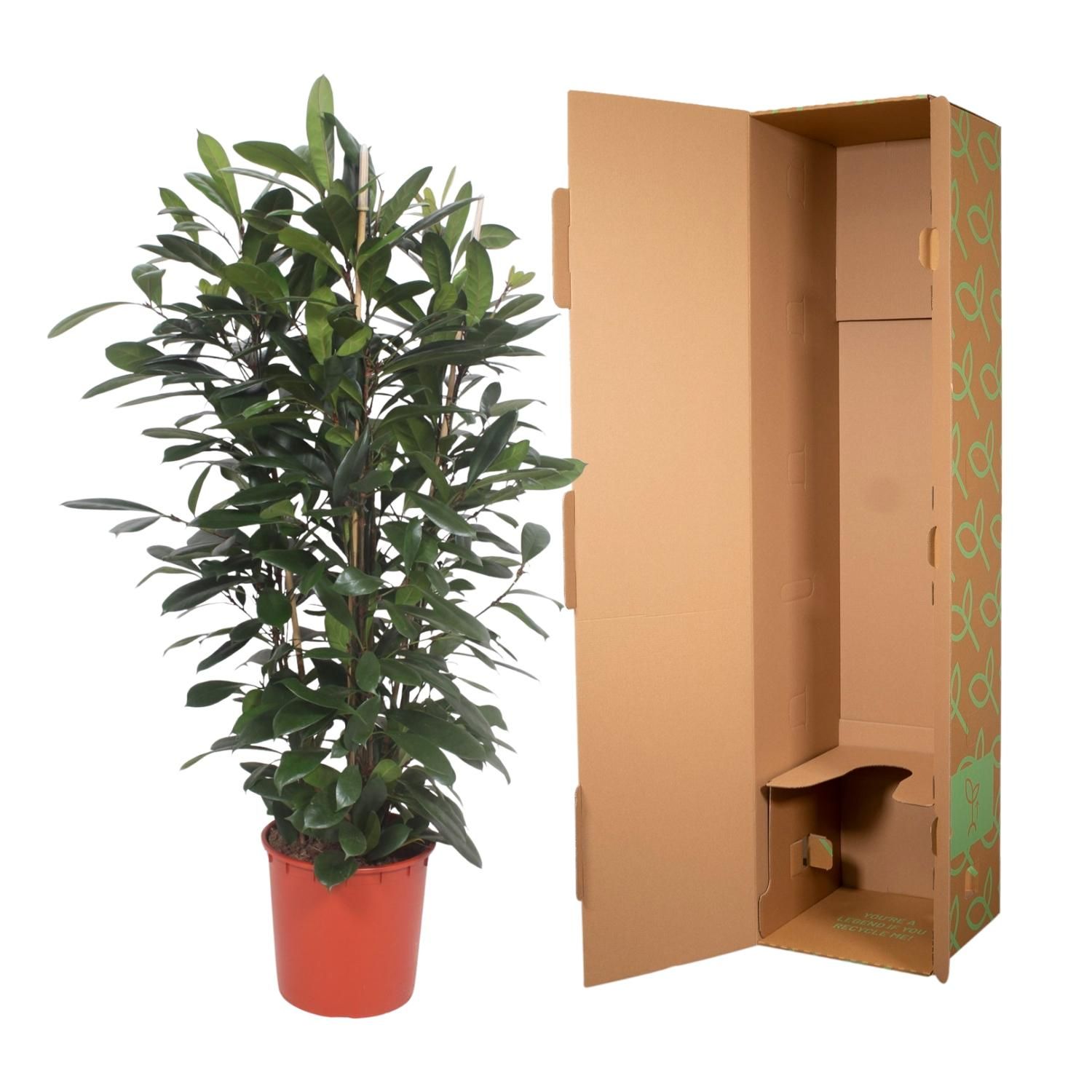 Ficus Cyathistipula struik - 180 cm - ø34 (8721055690788)