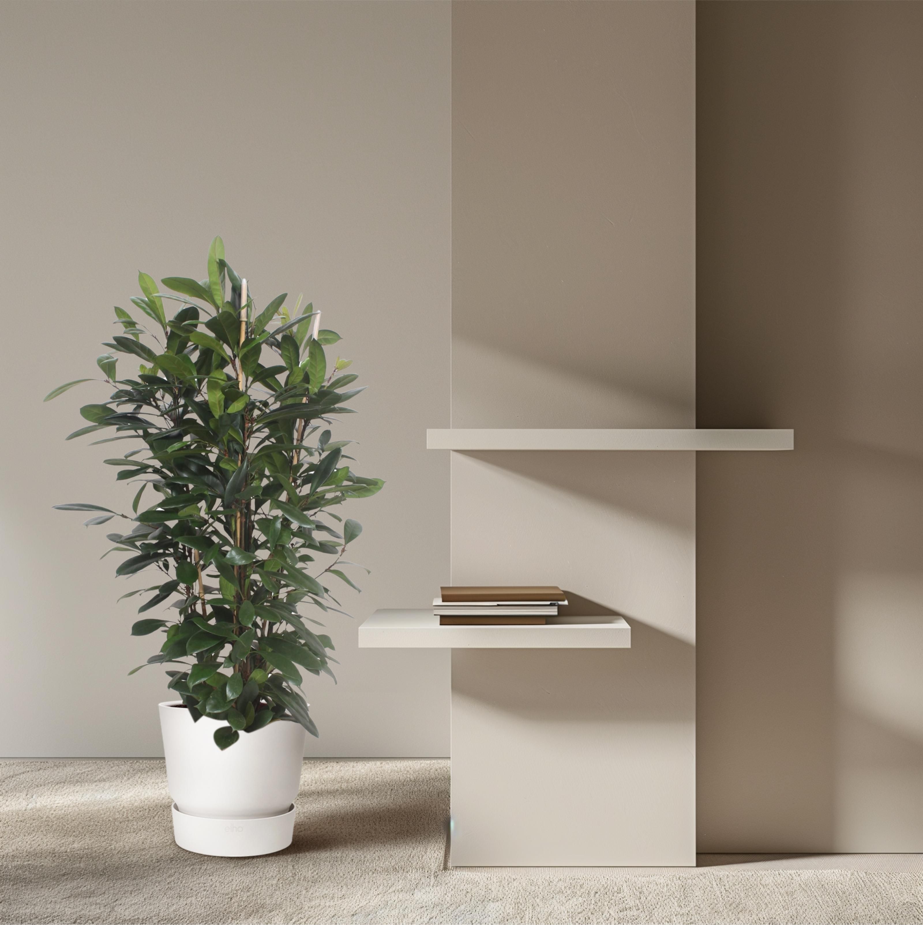 Ficus Cyathistipula struik - 180 cm - ø34 (8721055690788)