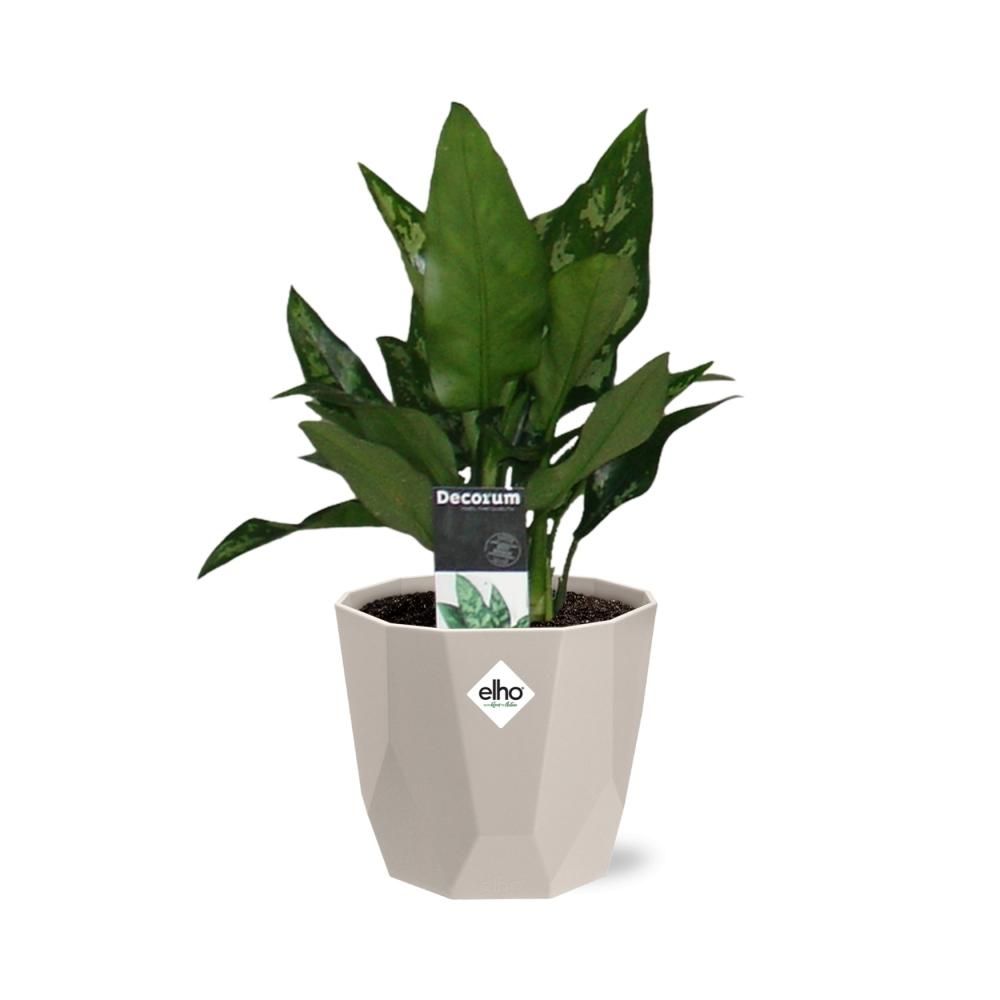 Aglaonema Maria in ELHO b.for rock 14 cm warm grey (21627)