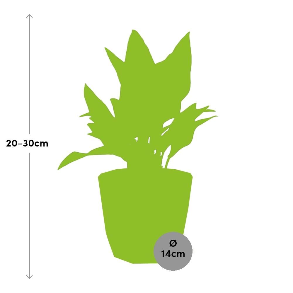 Aglaonema Maria in ELHO b.for rock 14 cm warm grey (21627)