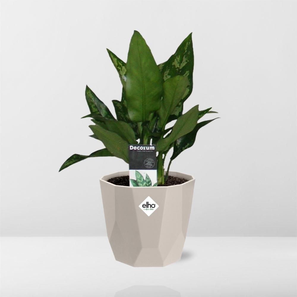 Aglaonema Maria in ELHO b.for rock 14 cm warm grey (21627)