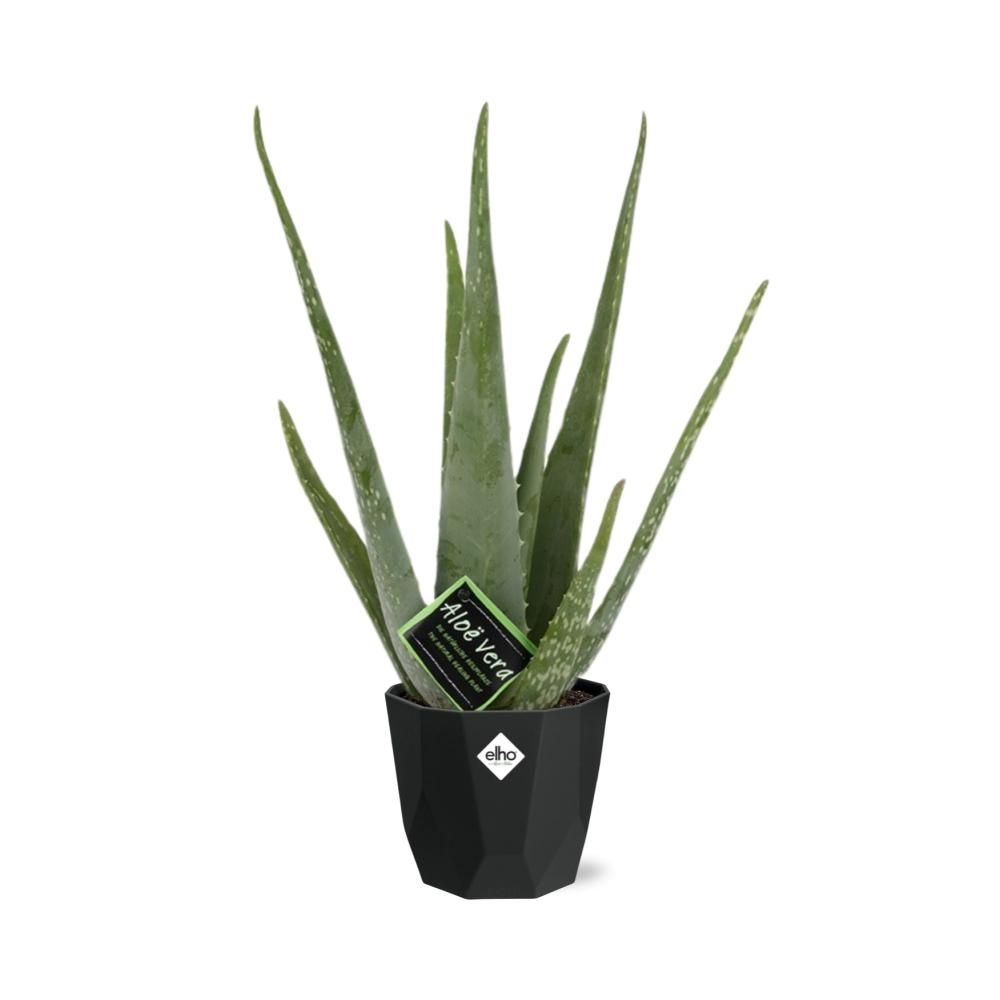 Aloe Vera 12cm in 14cm b.for rock living black (21637)