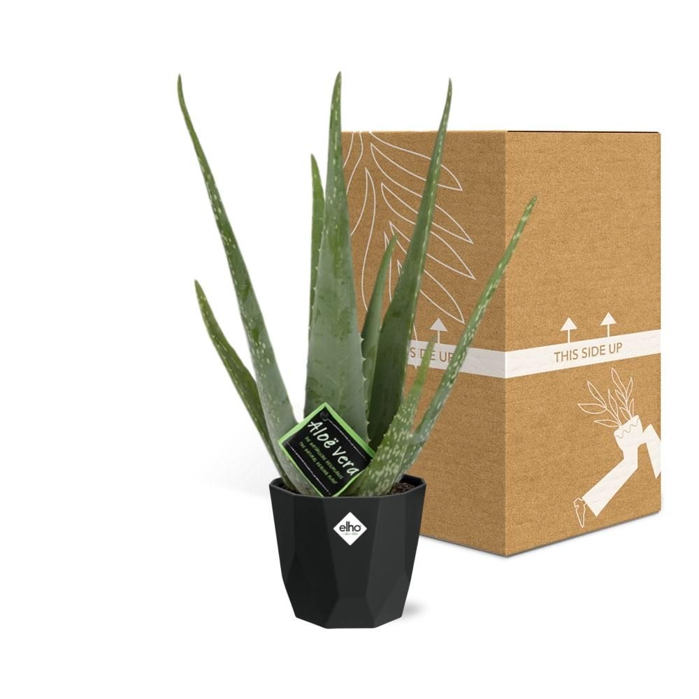 Aloe Vera 12cm in 14cm b.for rock living black (21637)