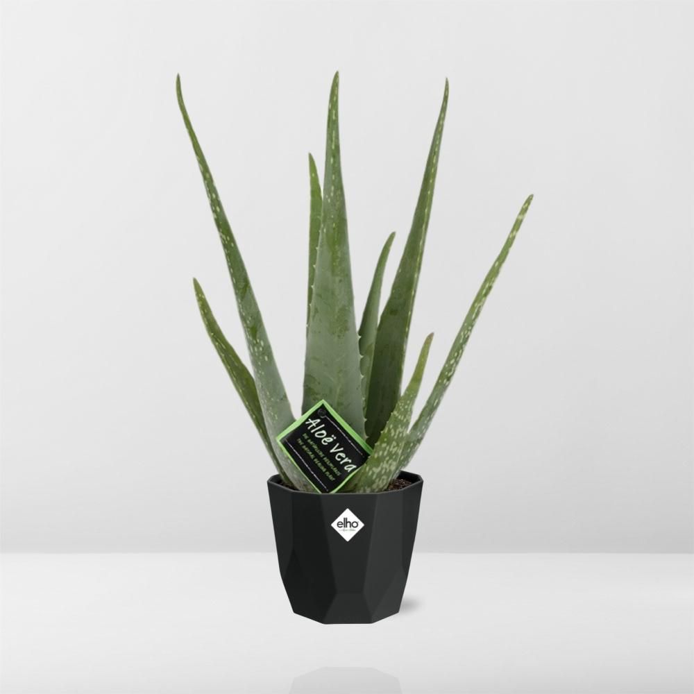Aloe Vera 12cm in 14cm b.for rock living black (21637)
