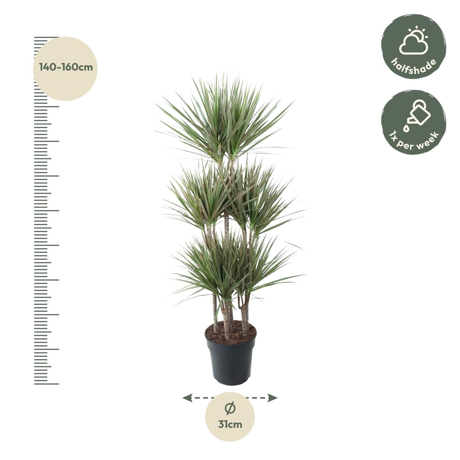 Dracaena Bicolor Carrousel - 150 cm - ø31 (8721055692225)