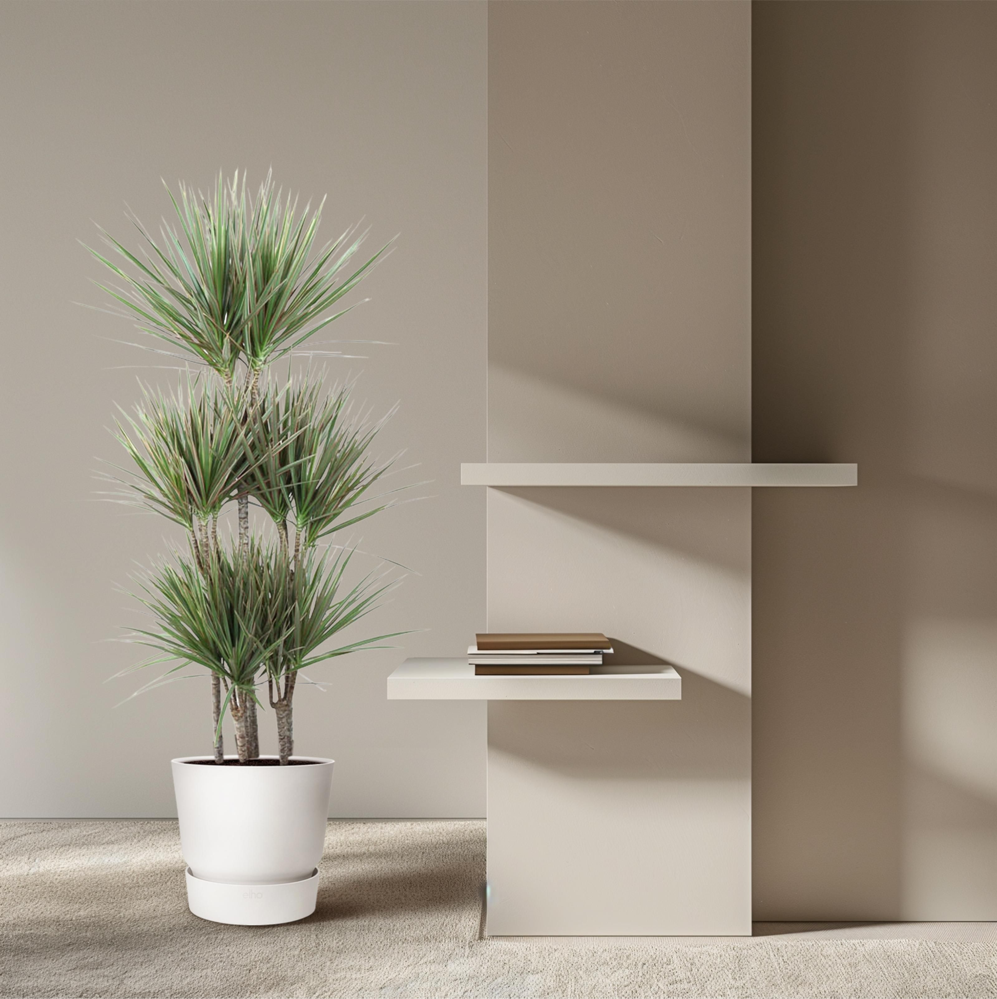 Dracaena Bicolor Carrousel - 150 cm - ø31 (8721055692225)