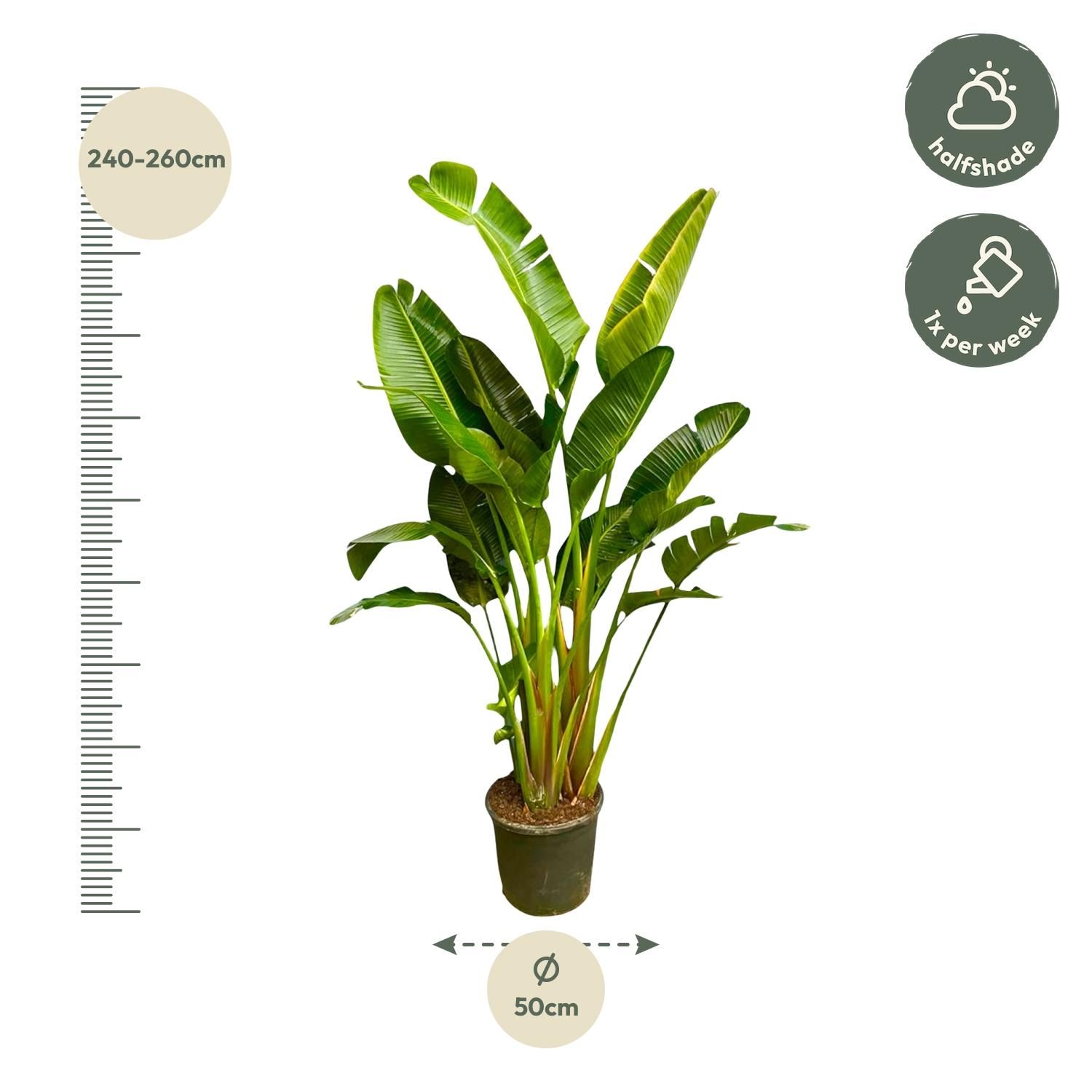 Strelitzia Augusta multi stam XXL - 250 cm - ø30-40 (8721055694090)