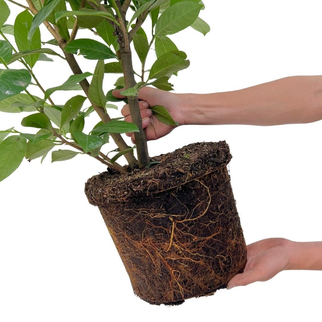 Plants by frank Grote Laurierkers Rotundifolia voor 10 strekkende meter haag | - 15L - 20x | ↨ 125-150 cm (8721001420919)