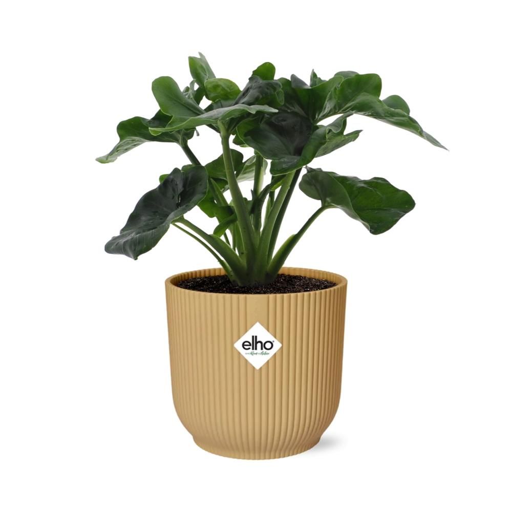 Philodendron Atom in ELHO Vibes Fold 14cm geel (21702)