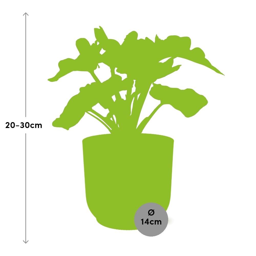 Philodendron Atom in ELHO Vibes Fold 14cm geel (21702)