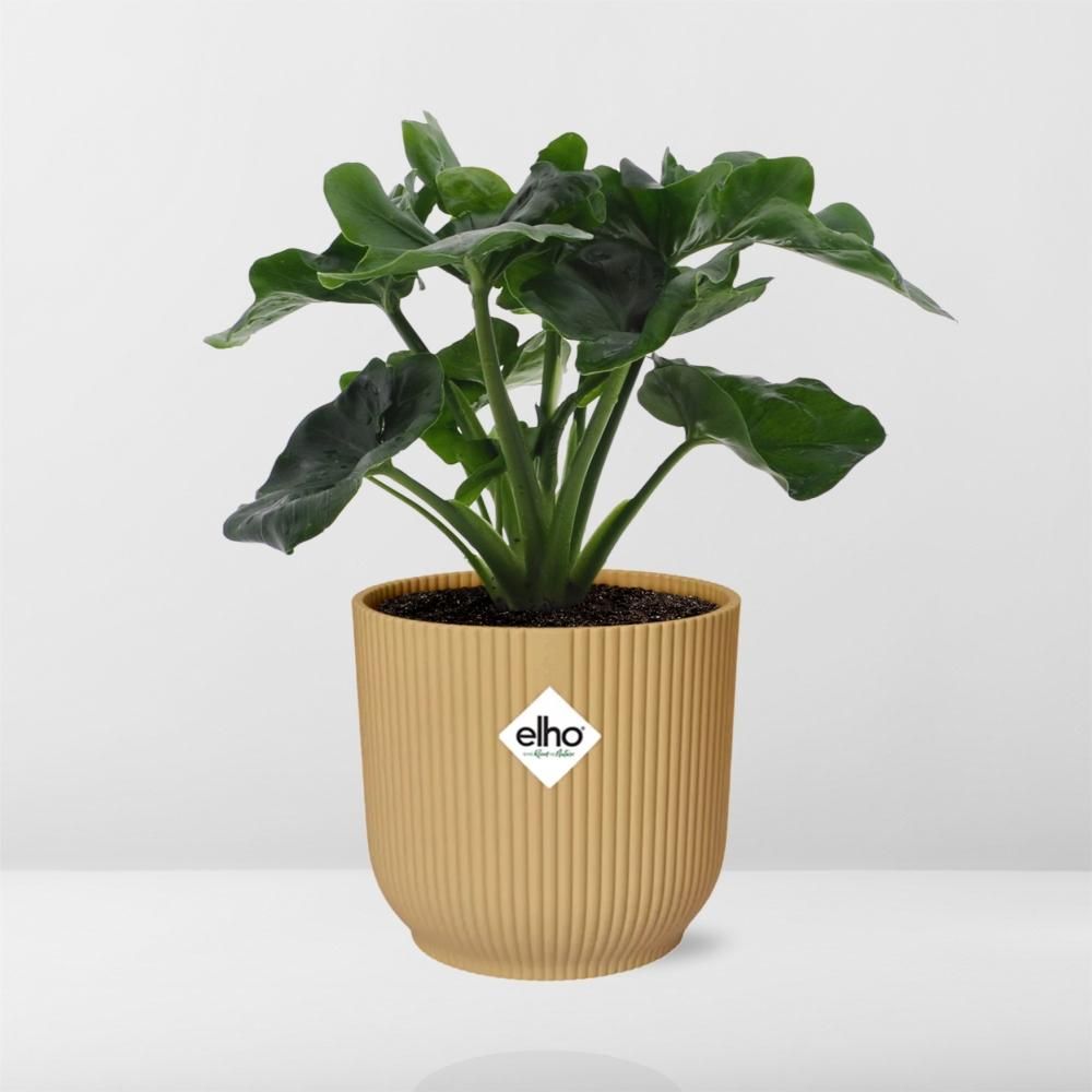 Philodendron Atom in ELHO Vibes Fold 14cm geel (21702)