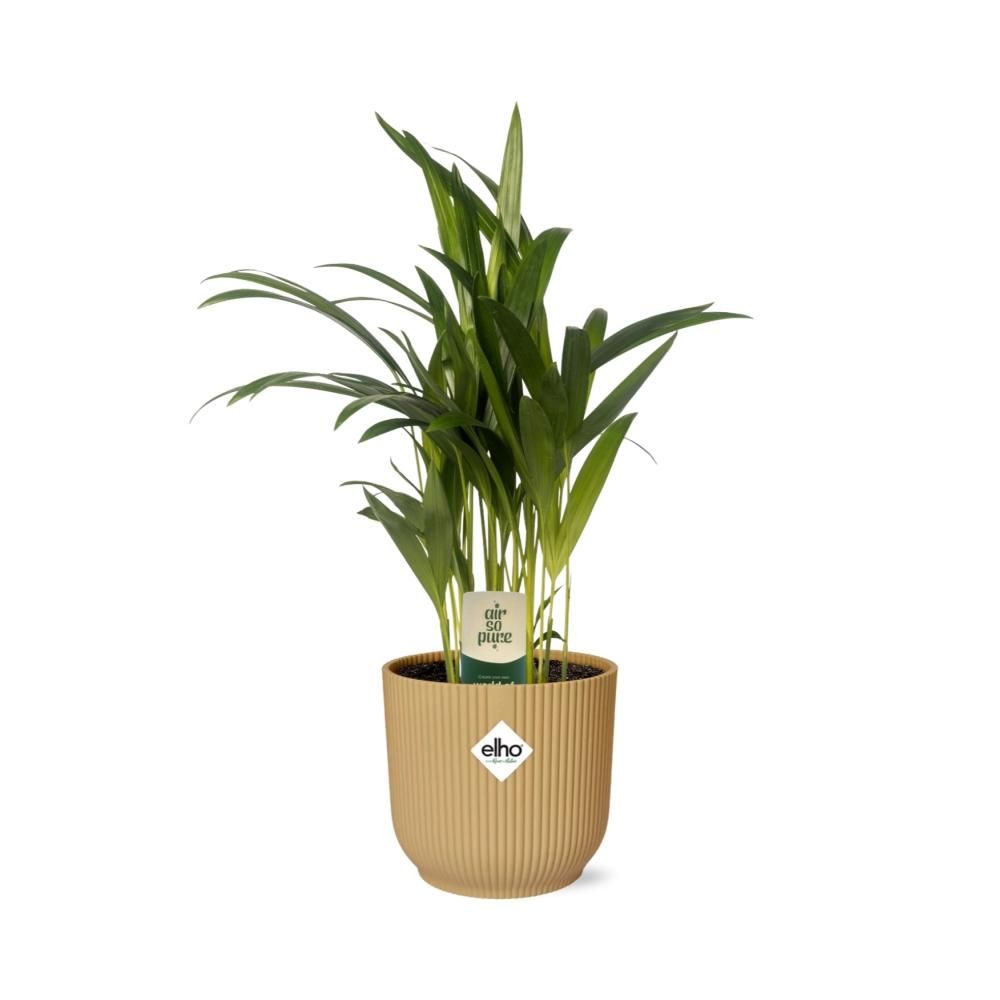Dypsis Lutescens (Areca) 12cm in ELHO Vibes Fold 14cm geel (21690)