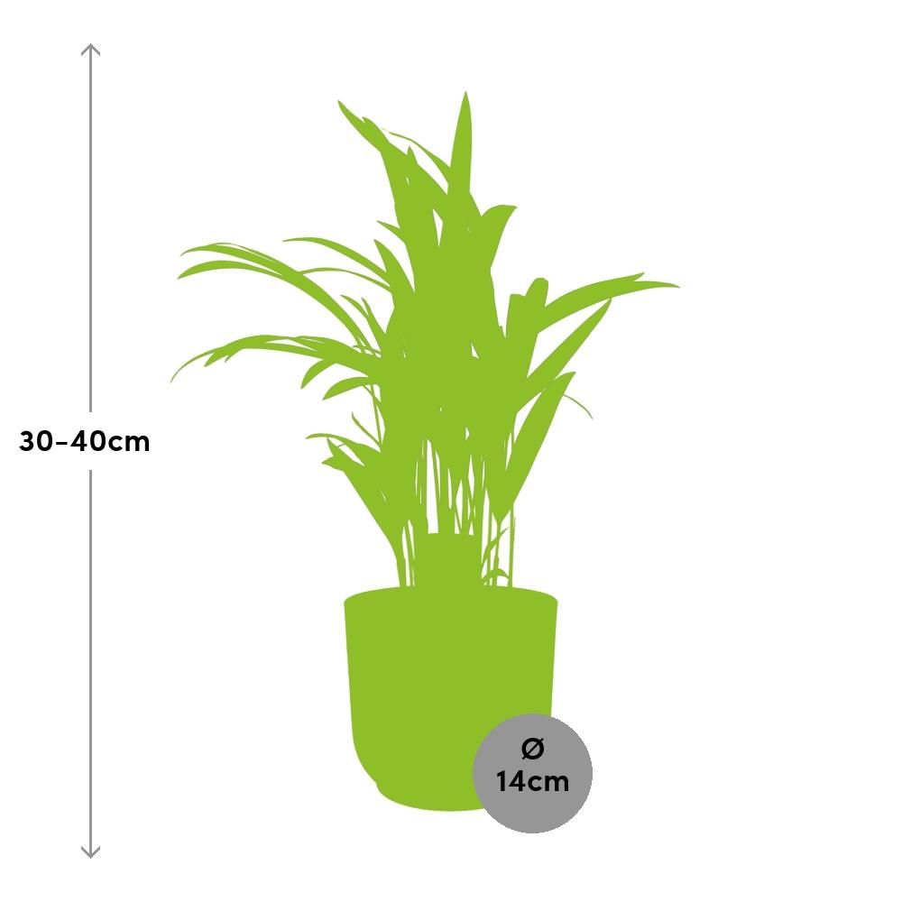 Dypsis Lutescens (Areca) 12cm in ELHO Vibes Fold 14cm geel (21690)