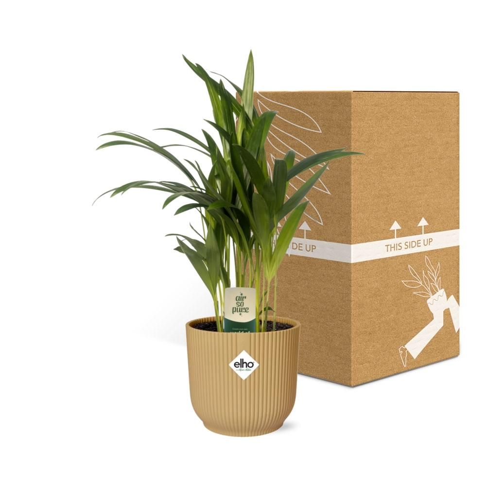 Dypsis Lutescens (Areca) 12cm in ELHO Vibes Fold 14cm geel (21690)