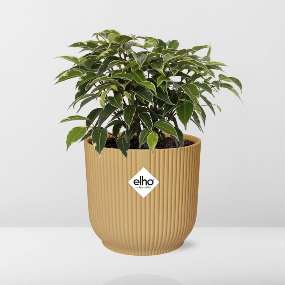 Ficus Benjamina Kinky in ELHO Vibes Fold 14cm geel (21790)