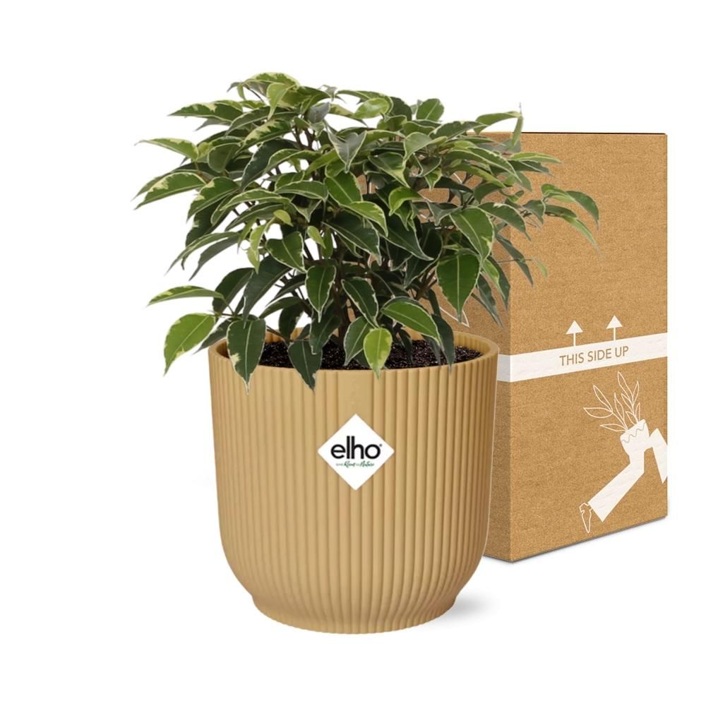 Ficus Benjamina Kinky in ELHO Vibes Fold 14cm geel (21790)