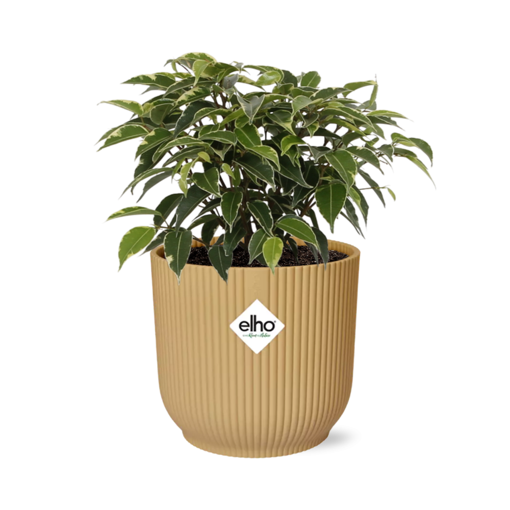 Ficus Benjamina Kinky in ELHO Vibes Fold 14cm geel (21790)