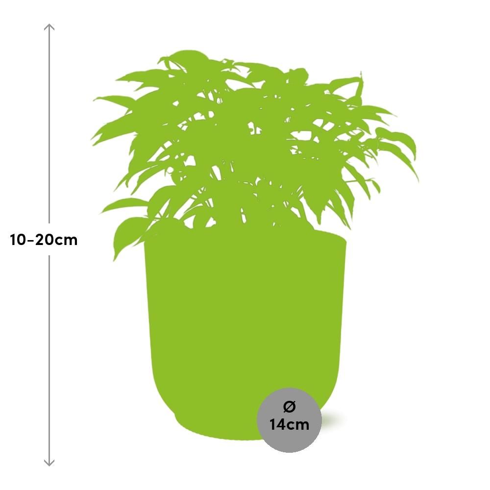 Ficus Benjamina Kinky in ELHO Vibes Fold 14cm geel (21790)