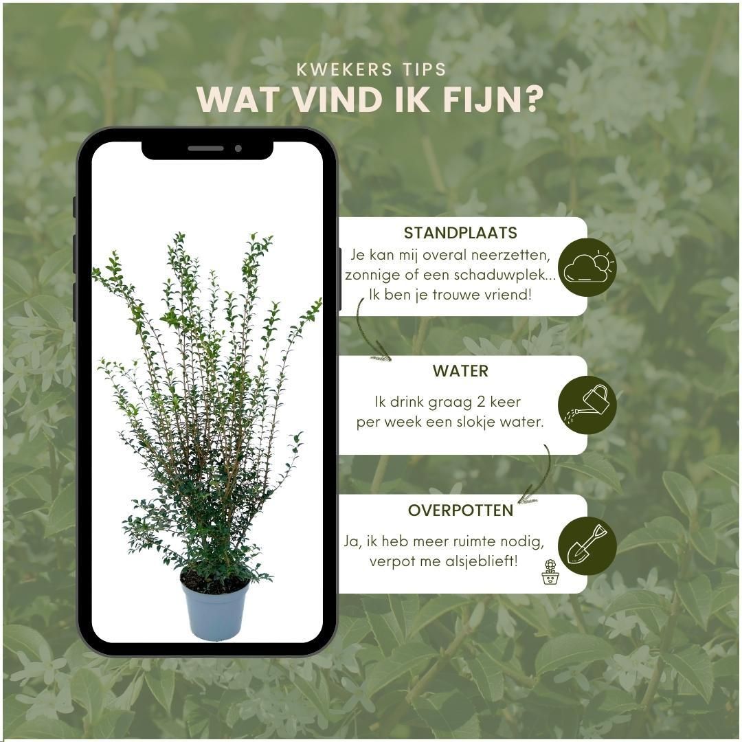 Plants by frank 25 grote Schijnhulst planten voor 10 strekkende meter haag | ↨ 100-125 cm in 12 liter pot (8721001420988)