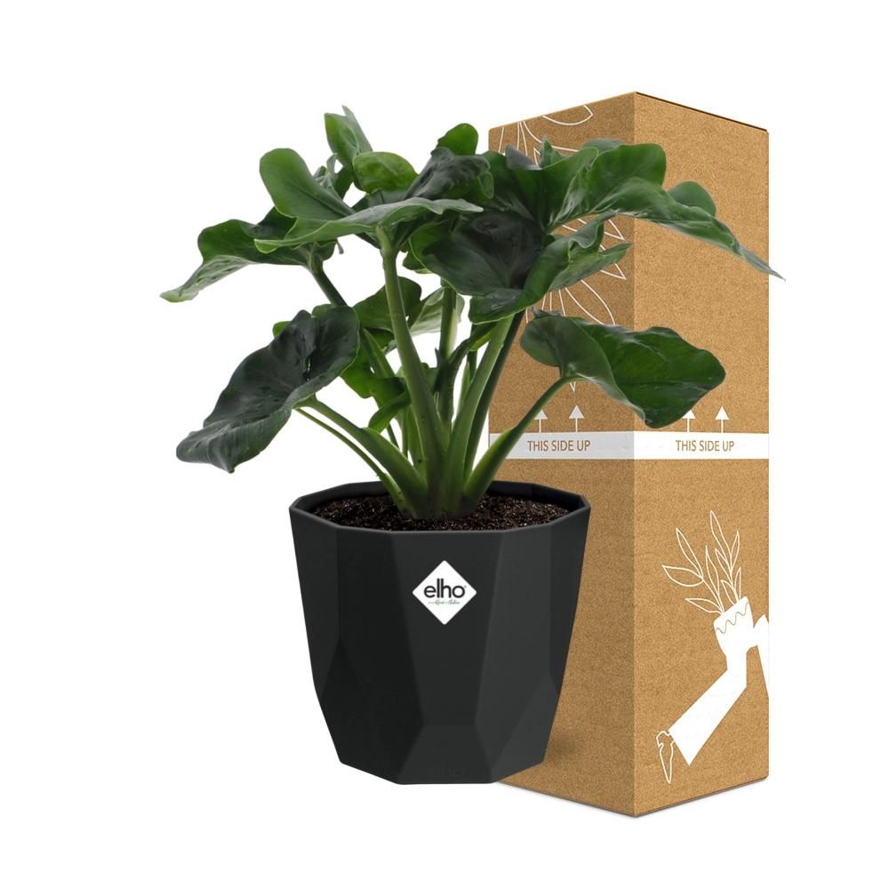 Philodendron Atom in 14cm b.for rock living black (21665)