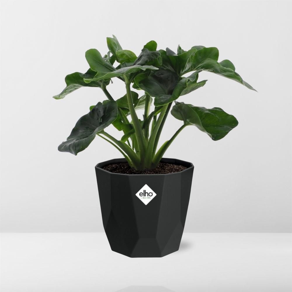 Philodendron Atom in 14cm b.for rock living black (21665)