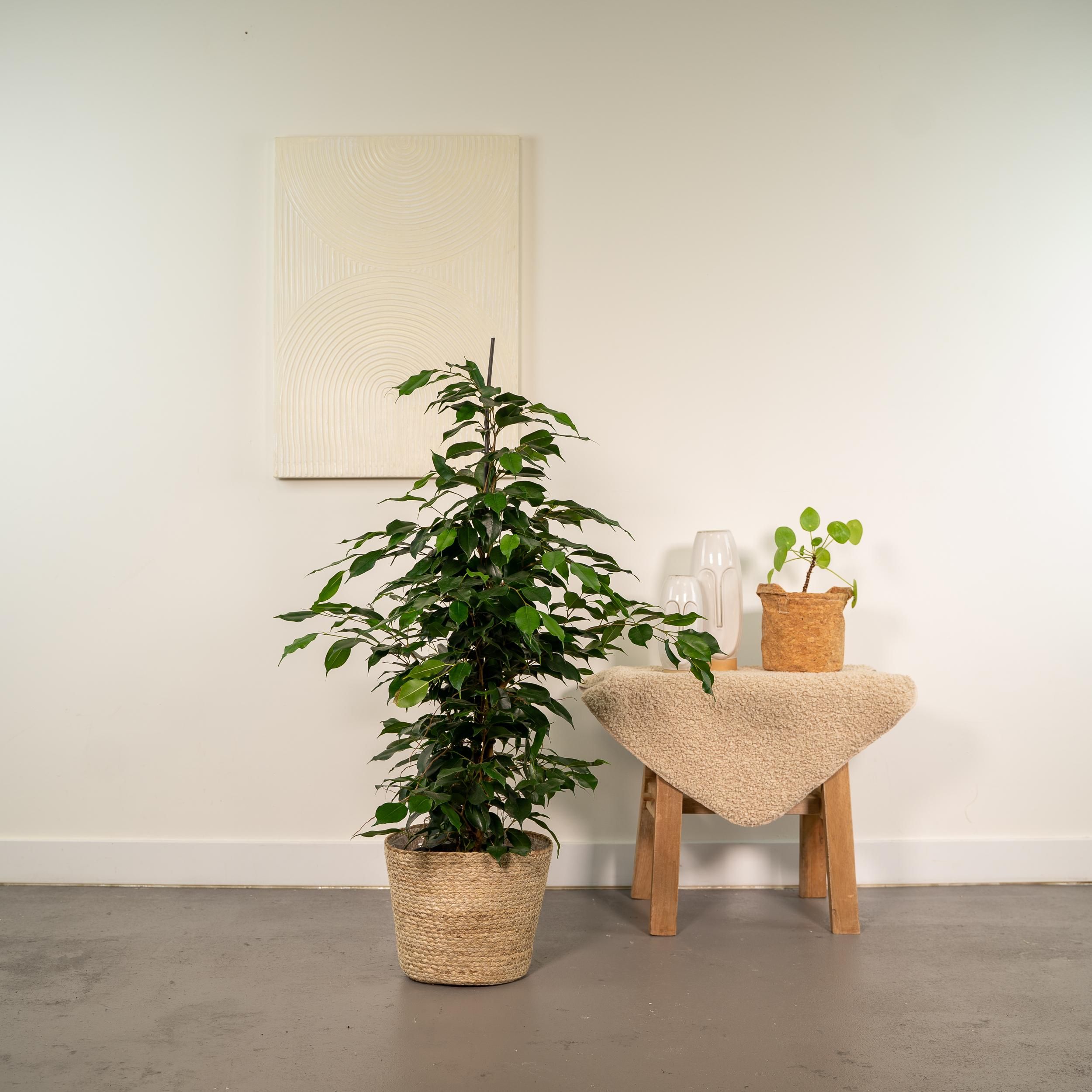 Ficus benjamina Danielle - Mand Selin (8720634289665)