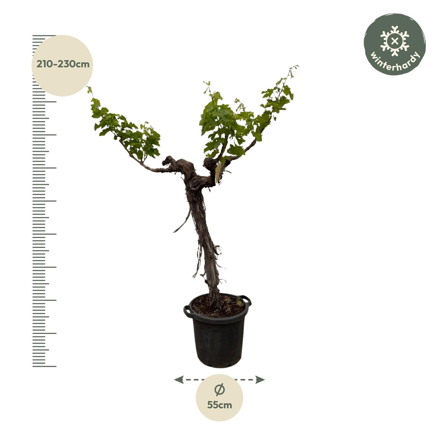 Druivenboom (Vitis Vinifera) stam vertakt - 220cm - ø55 (8721055693338)