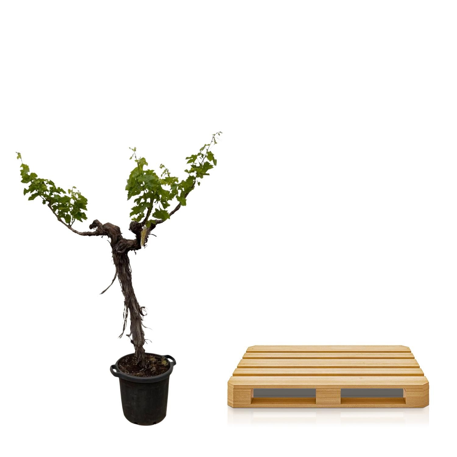 Druivenboom (Vitis Vinifera) stam vertakt - 220cm - ø55 (8721055693338)