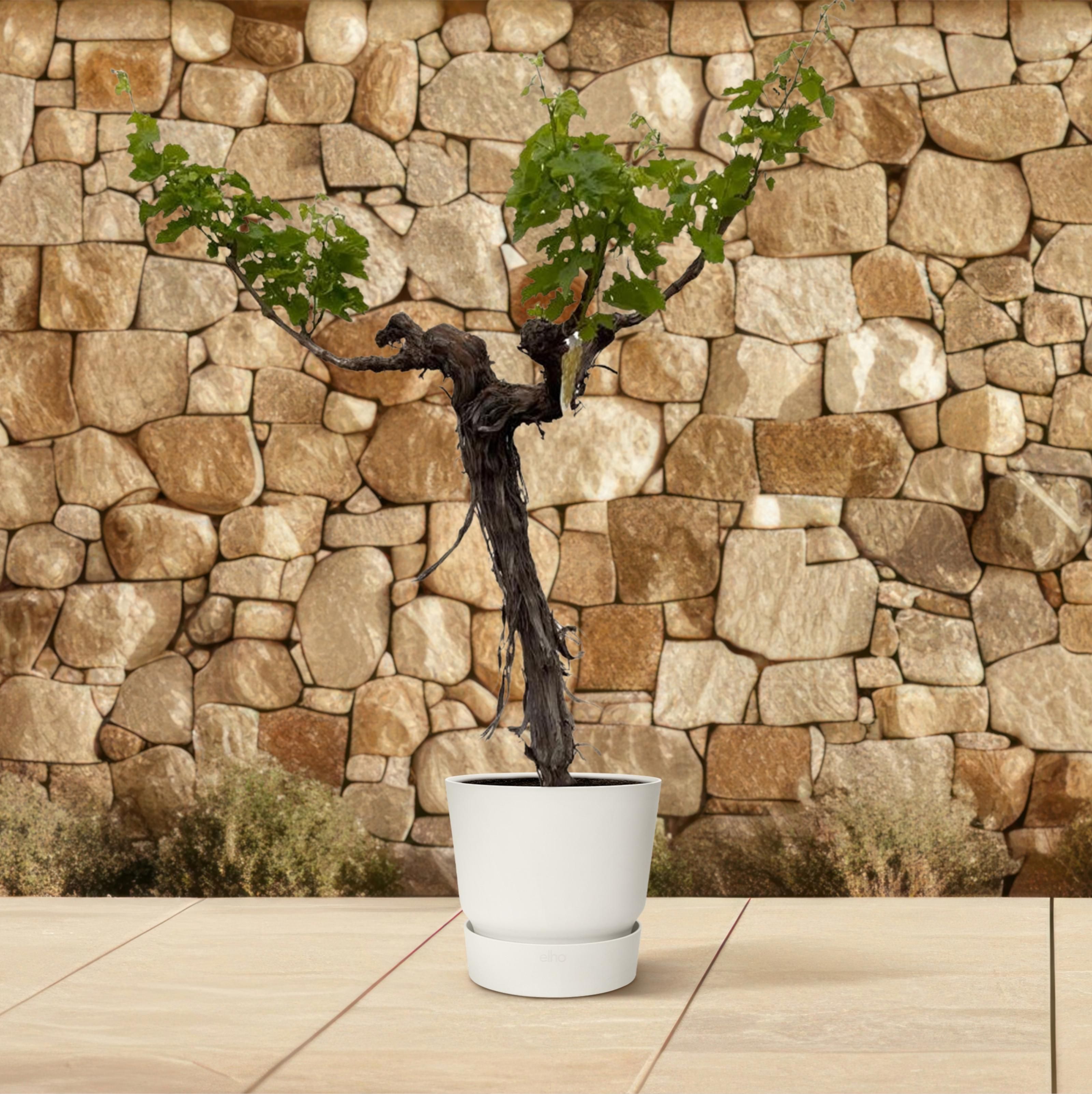 Druivenboom (Vitis Vinifera) stam vertakt - 220cm - ø55 (8721055693338)