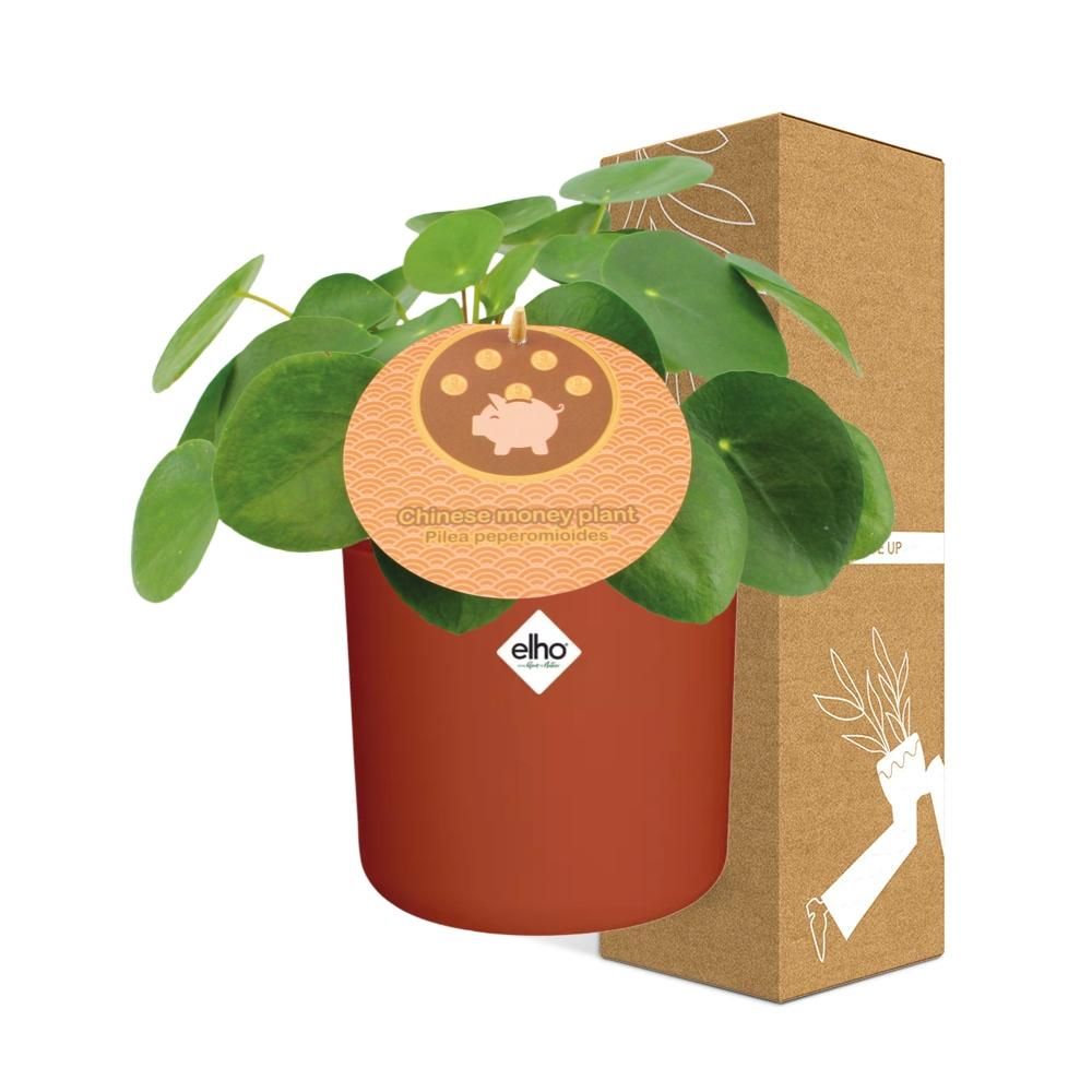 Pilea Peperomioides 12cm in ELHO b.for soft rond 14cm brique (21467)