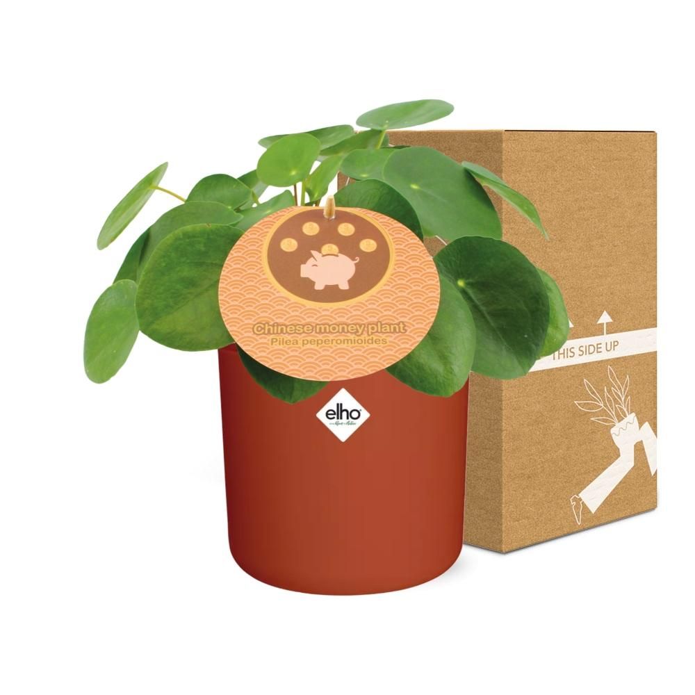 Pilea Peperomioides 12cm in ELHO b.for soft rond 14cm brique (21467)