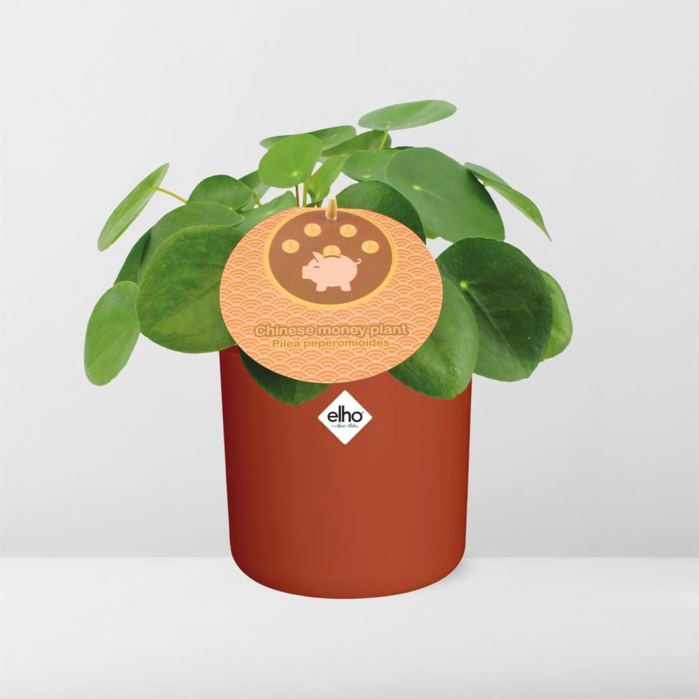 Pilea Peperomioides 12cm in ELHO b.for soft rond 14cm brique (21467)