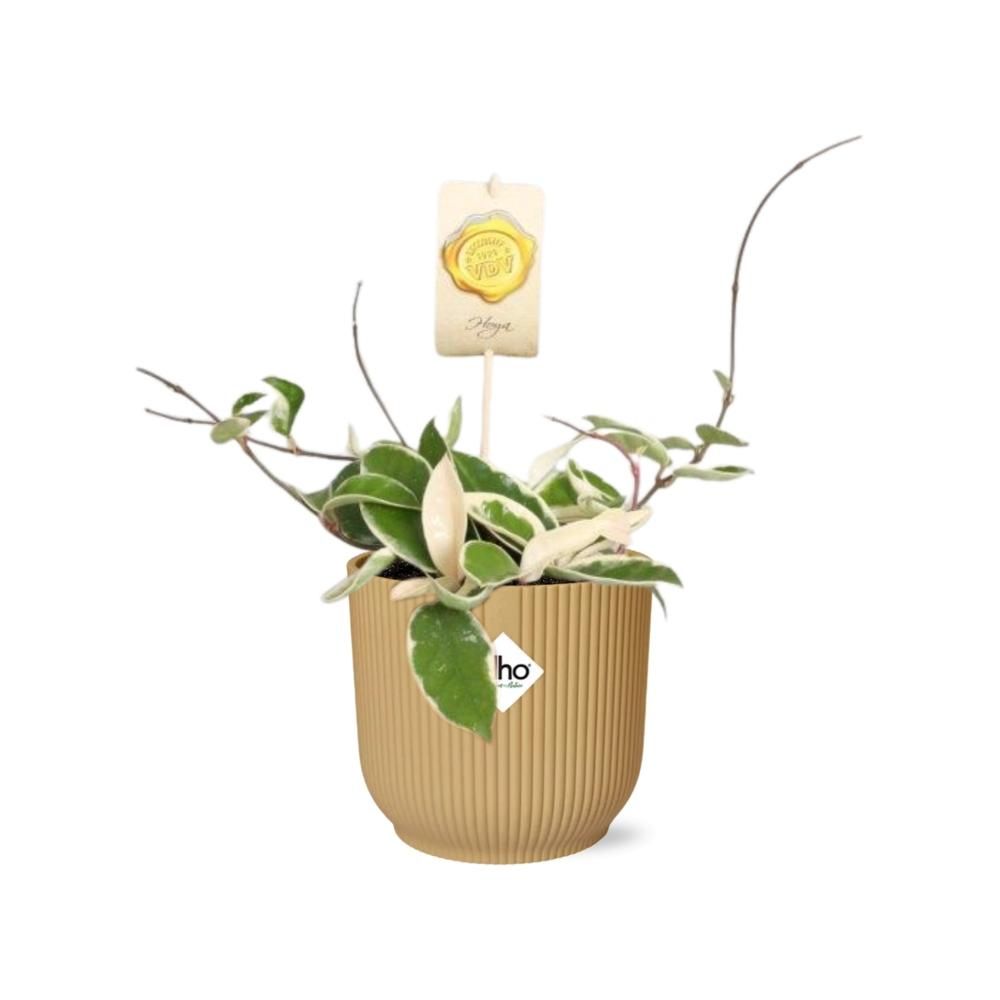 Hoya Carn.’Krimson Queen’ in ELHO Vibes Fold 14cm geel (21786)