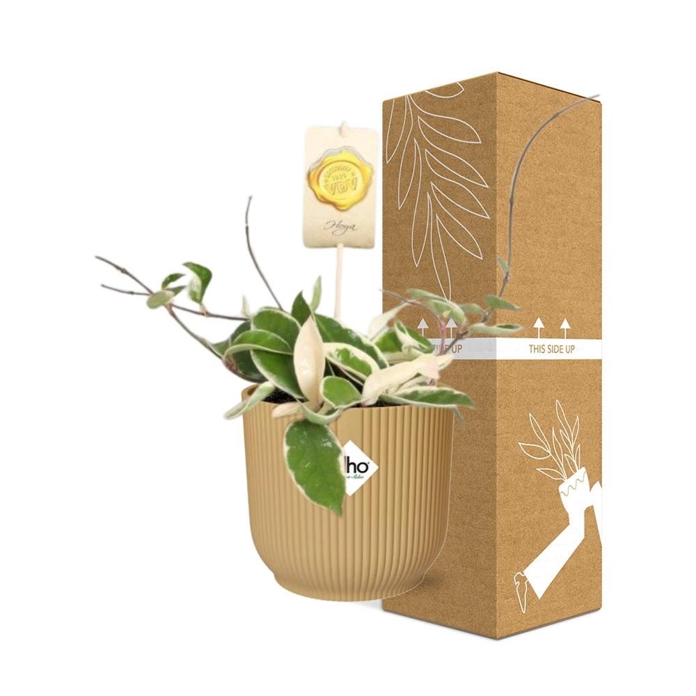 Hoya Carn.’Krimson Queen’ in ELHO Vibes Fold 14cm geel (21786)